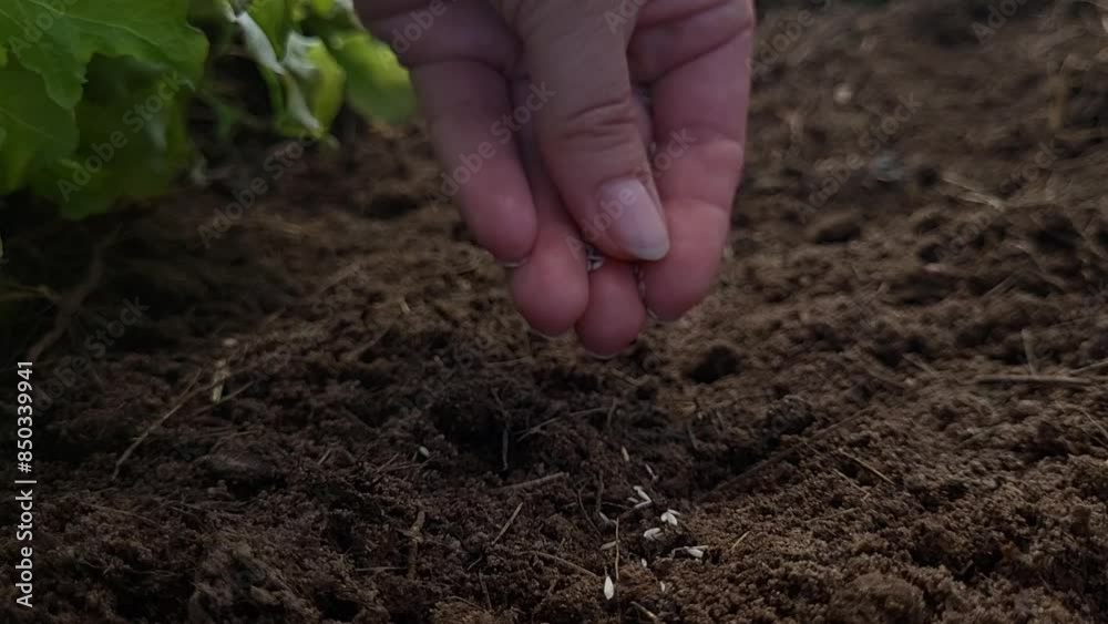 Planting seeds. Manual sowing of seeds. A woman farmer sows seeds in the ground at sunset. Business farming concept.