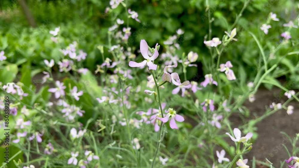 Matthiola flowers grow in a flower garden Matthiola flowers grow in a flower garden