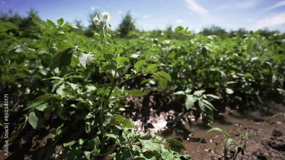 A puddle after rain among potato bushes in the garden. Growing potato crop. A potato bush sways in the wind against the background of a blue sky with beautiful clouds. Close up A puddle after rain among potato bushes in the garden. Growing potato crop. A potato bush sways in the wind against the background of a blue sky with beautiful clouds. Close up