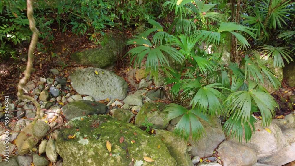 Descending Aerial of Of Lush Green Foliage at Forest, Santa Marta, Colombia