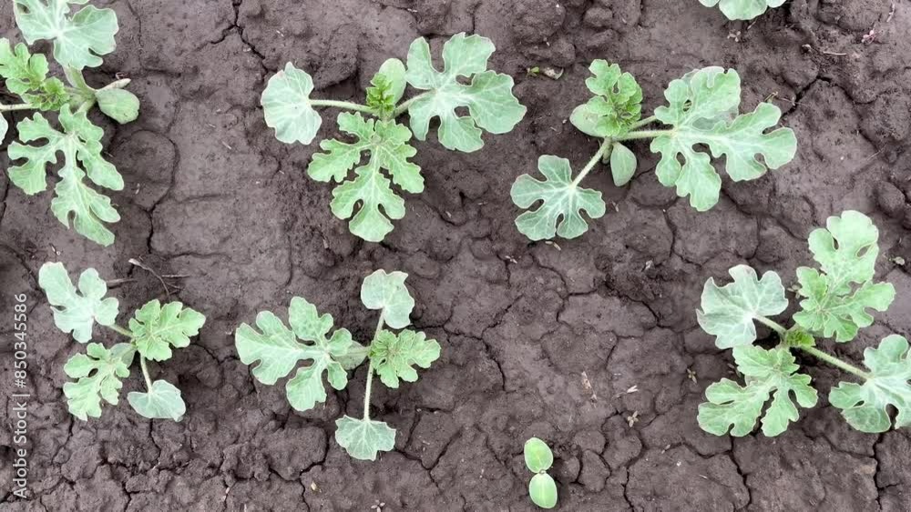 sprouts of watermelon on a bed in a vegetable garden top view