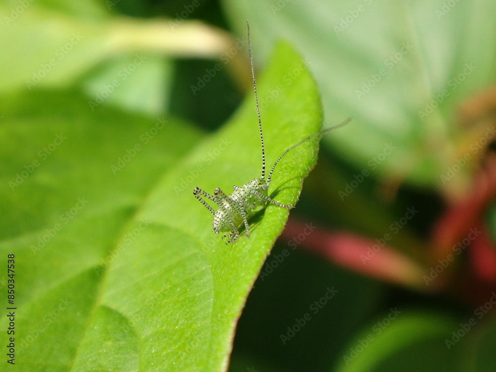 Speckled bush cricket (Leptophyes punctatissima) nymph sitting on a green leaf Speckled bush cricket (Leptophyes punctatissima) nymph sitting on a green leaf