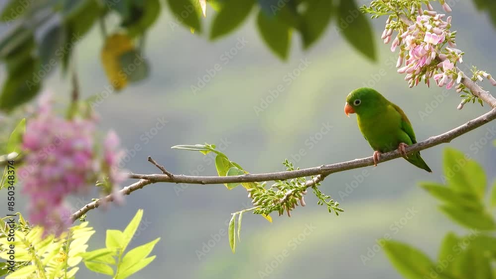 Orange-Chinned Parakeet Perched on a Blooming Branch, Santa Marta, Magdalena, Colombia Orange-Chinned Parakeet Perched on a Blooming Branch, Santa Marta, Magdalena, Colombia