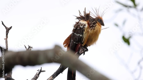 Single tropical Hoatzin bird blowing in the wind- Orig. 8K photo