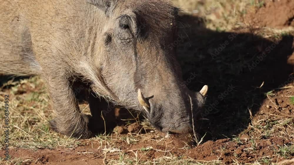 Close up of warthog digging in dusty orange soil for roots and bulbs in Pilanesberg National Park, South Africa. Warm morning sunlight. Close up of warthog digging in dusty orange soil for roots and bulbs in Pilanesberg National Park, South Africa. Warm morning sunlight.