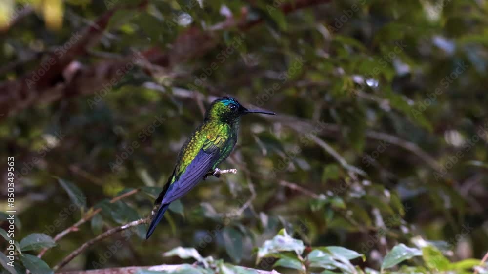 Stunning Brazilian Violet-capped Woodnymph returns to perch in rainforest Stunning Brazilian Violet-capped Woodnymph returns to perch in rainforest