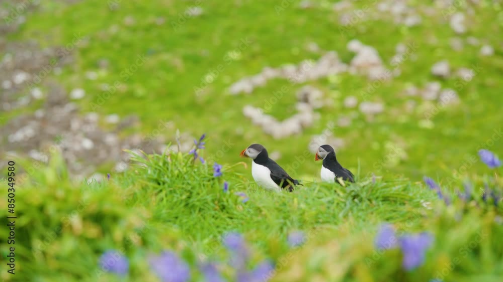 Close up of two Puffins among purple wildflowers, Treshnish Isles, Scotland. Handheld