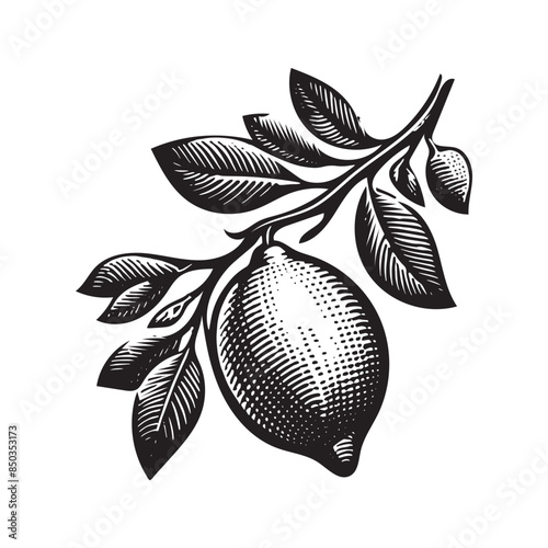 lemon on a branch black and white engraving . Hand drawn lemon . Vintage citrus outline sketch. Vector illustration.  retro emblem