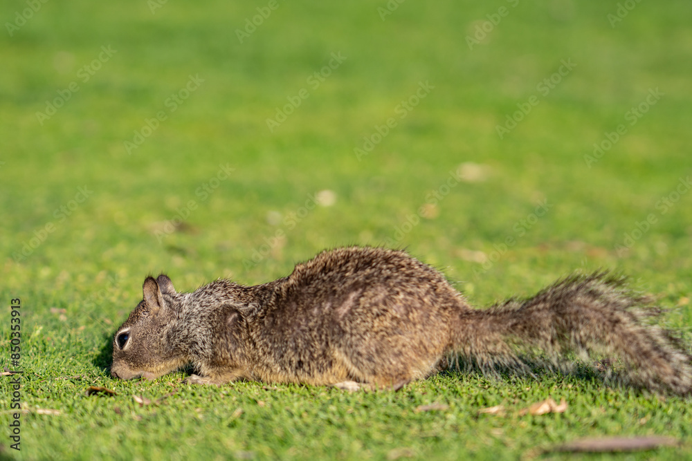 The California ground squirrel (Otospermophilus beecheyi), also known as the Beechey ground squirrel,  Palisades Park, Santa Monica, Los Angeles, California