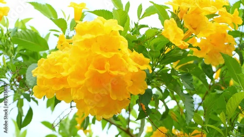 Bright yellow Thongurai flowers photo