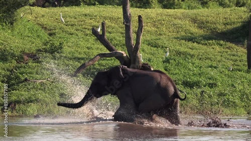 An African Elephant excitedly runs and crashes through a river, making large splashes before running onto a grassy bank in Mapungubwe, South Africa.