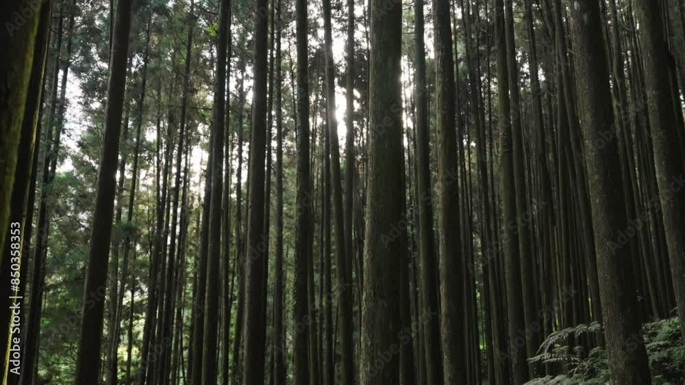 Walk through a summer forest trail with the sunlight through the lush green Walk through a summer forest trail with the sunlight through the lush green