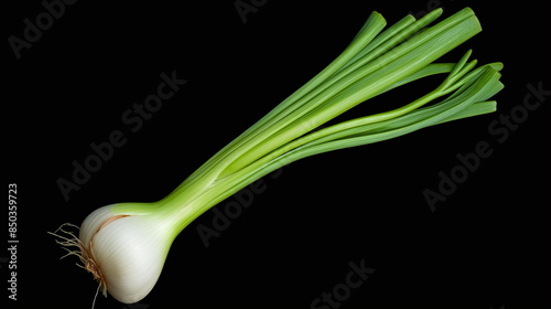 onion isolated on white