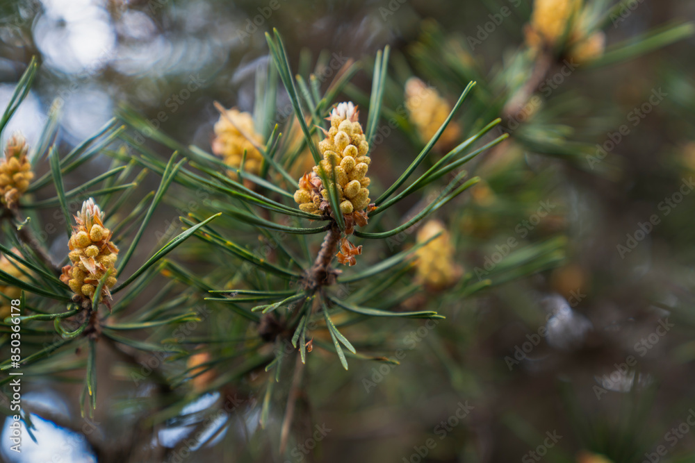Fototapeta premium Closeup on pine branch with male cone