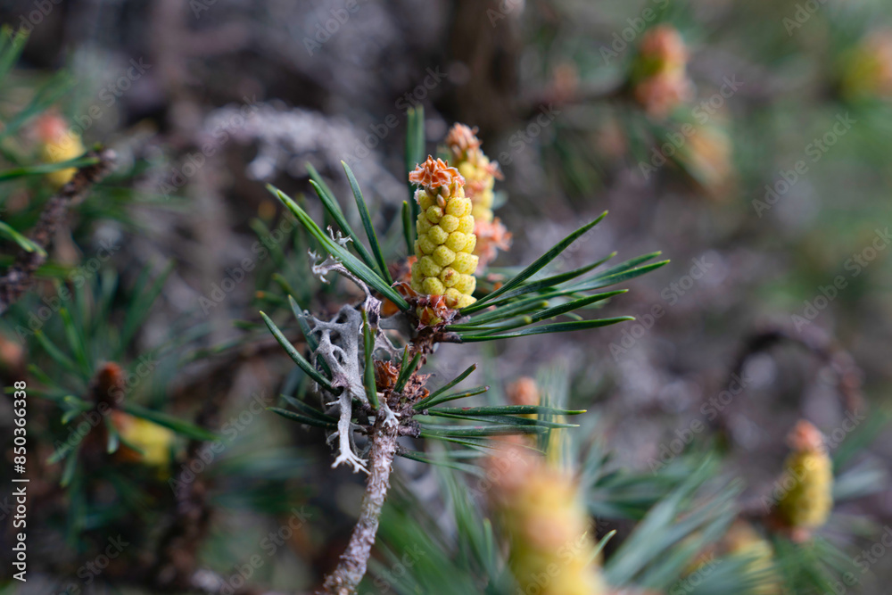 Closeup on pine branch with male cone Closeup on pine branch with male cone