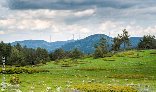 Hilly area with circular shaped juniperus trees and wind power plant tribe in the background. Kizilcahamam, Ankara, Turkey photo