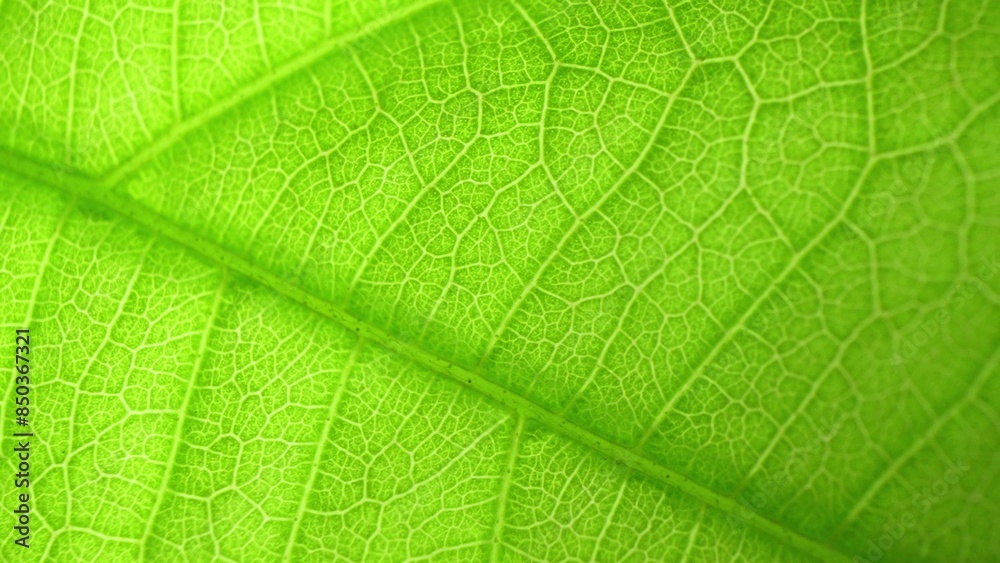 Macro lens unveils the verdant canvas of a leaf, its delicate veins weaving an intricate tapestry. Bathed in light, the vibrant green glows, a masterpiece of nature. Green leaf background.
Macro lens unveils the verdant canvas of a leaf, its delicate veins weaving an intricate tapestry. Bathed in light, the vibrant green glows, a masterpiece of nature. Green leaf background.