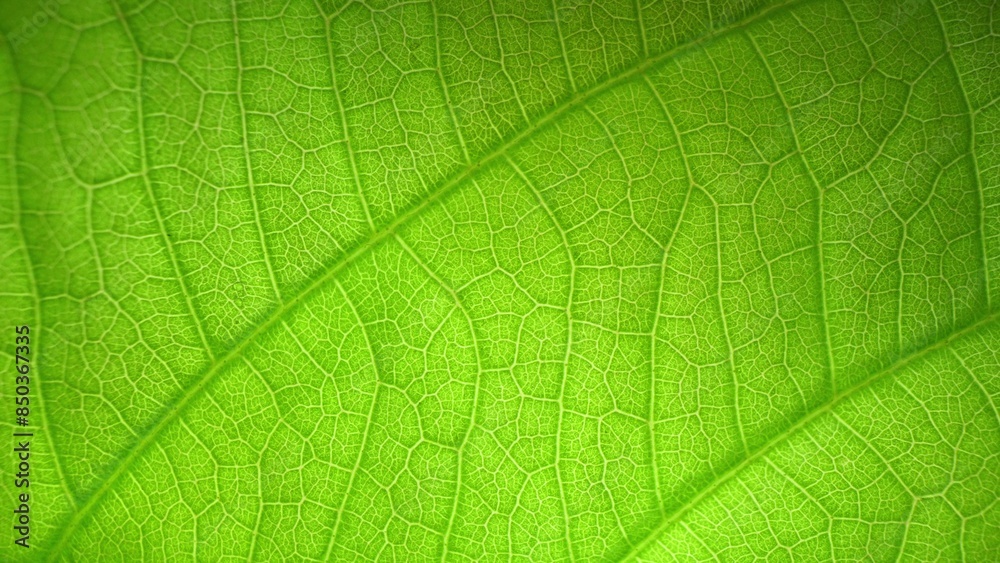 In a macro world, a green leaf becomes a symphony of intricate patterns, illuminated by soft light. Its veins, like nature's delicate brushstrokes, weave a tapestry of beauty. Nature background.
