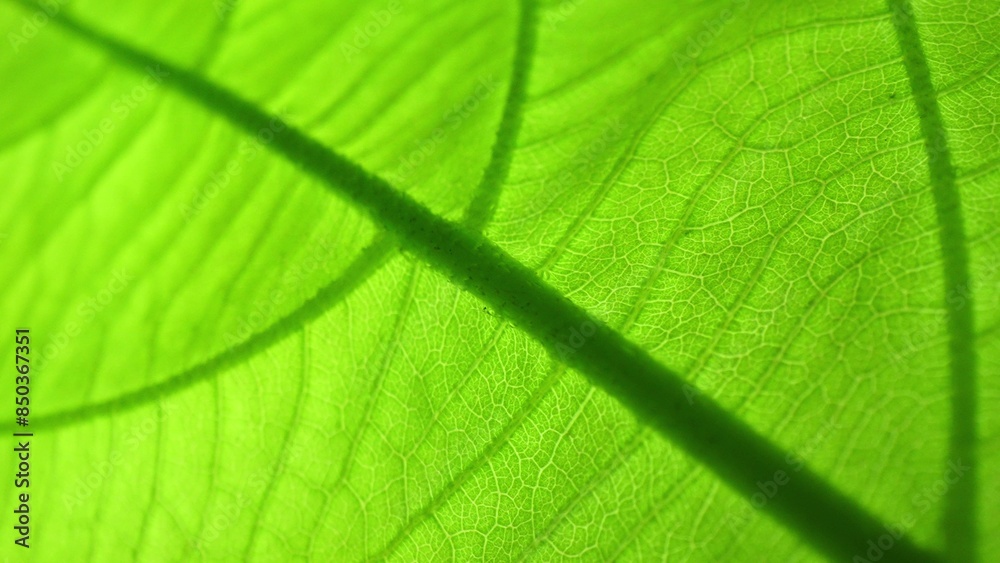 In a macro snapshot, a verdant leaf unveils its intricate network of veins, bathed in radiant light. Its vivid green hue mesmerizes, a testament to nature's exquisite craftsmanship. Green background.
In a macro snapshot, a verdant leaf unveils its intricate network of veins, bathed in radiant light. Its vivid green hue mesmerizes, a testament to nature's exquisite craftsmanship. Green background.