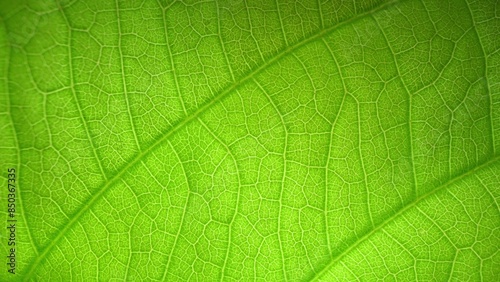 In a macro world, a green leaf becomes a symphony of intricate patterns, illuminated by soft light. Its veins, like nature's delicate brushstrokes, weave a tapestry of beauty. Nature background. 
