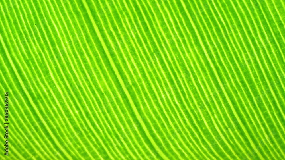 Zoom in, the banana leaf radiates with a lush green, its fine lines and smooth surface mesmerizing. Nature's canvas, showcasing intricate patterns in breathtaking detail. Green leaf background.
Zoom in, the banana leaf radiates with a lush green, its fine lines and smooth surface mesmerizing. Nature's canvas, showcasing intricate patterns in breathtaking detail. Green leaf background.