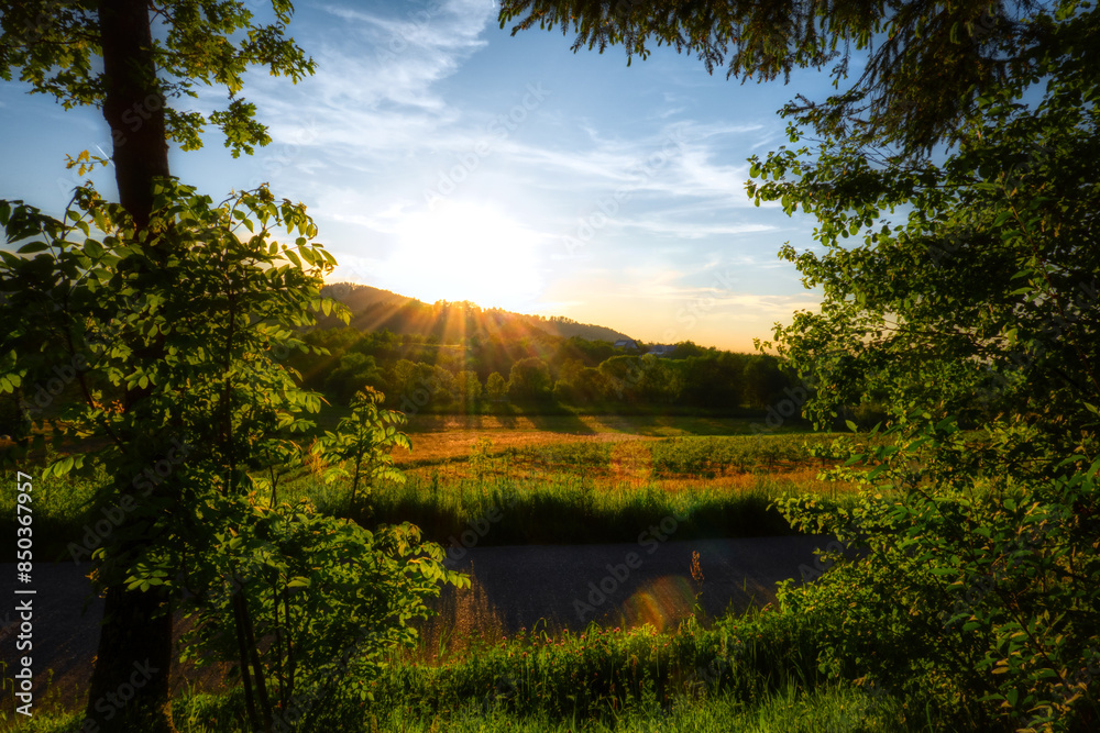 Fototapeta premium lake in the forest