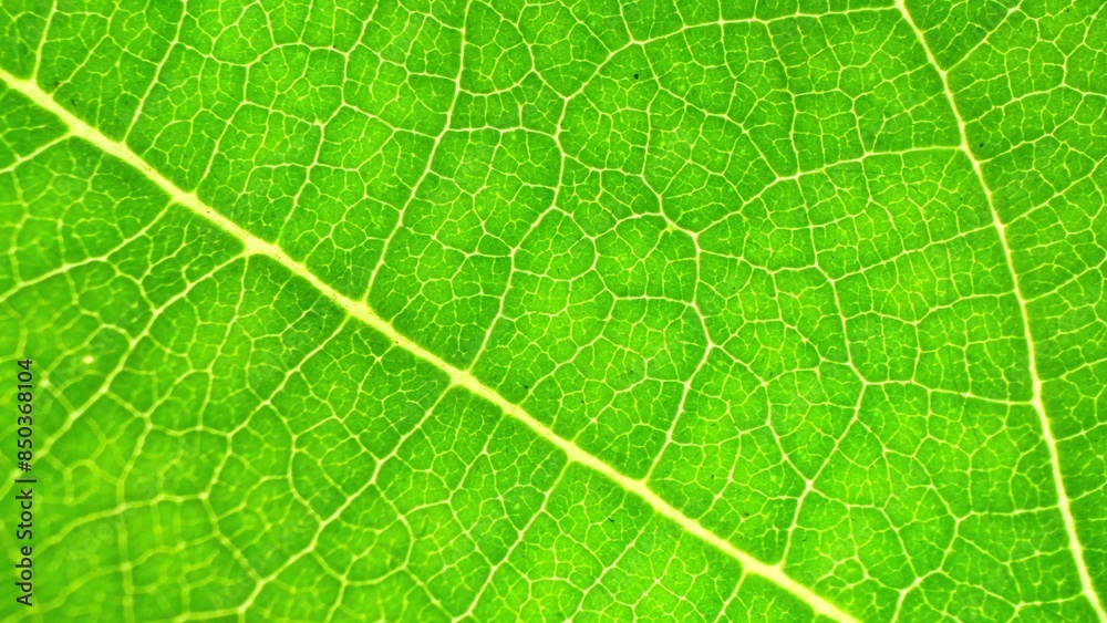 In the spotlight, a verdant leaf unveils its intricate network of veins, a testament to nature's artistry. Each line tells a story, branching out like paths in a verdant forest. Green background.
In the spotlight, a verdant leaf unveils its intricate network of veins, a testament to nature's artistry. Each line tells a story, branching out like paths in a verdant forest. Green background.
