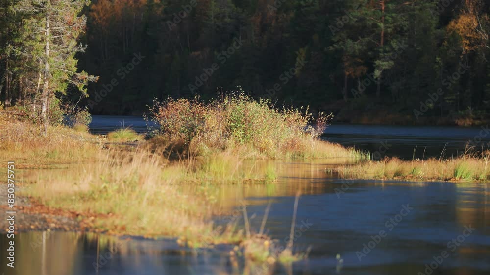 A shallow river with small islands of withered grass, set against the backdrop of an enchanting autumn forest. Parallax shot. A shallow river with small islands of withered grass, set against the backdrop of an enchanting autumn forest. Parallax shot.