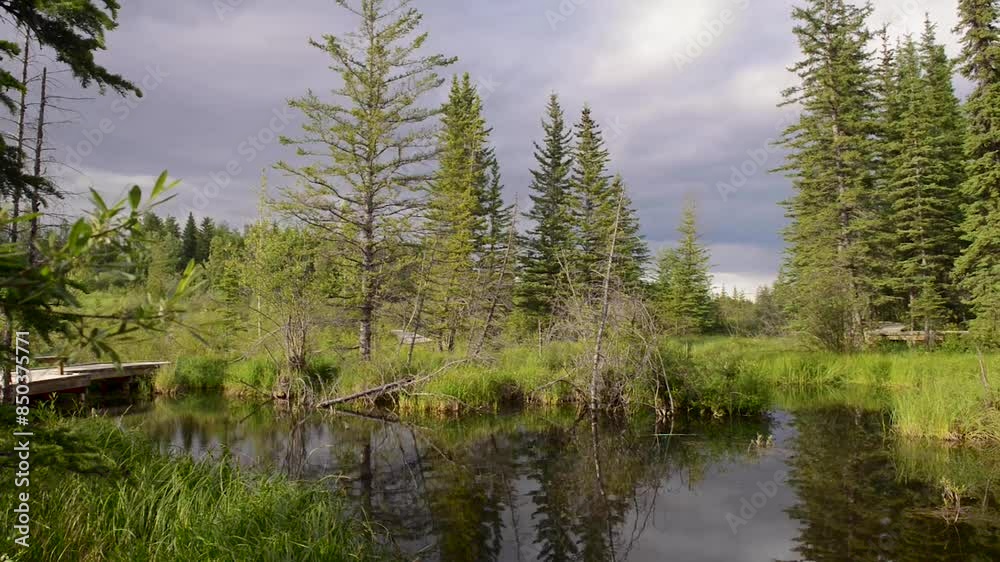 The Beaver Boardwalk is a unique, wooden pathway that winds through wetlands and fully functioning beaver pond in Hinton, Alberta with seating areas, interpretive signs and two observation towers. The Beaver Boardwalk is a unique, wooden pathway that winds through wetlands and fully functioning beaver pond in Hinton, Alberta with seating areas, interpretive signs and two observation towers.