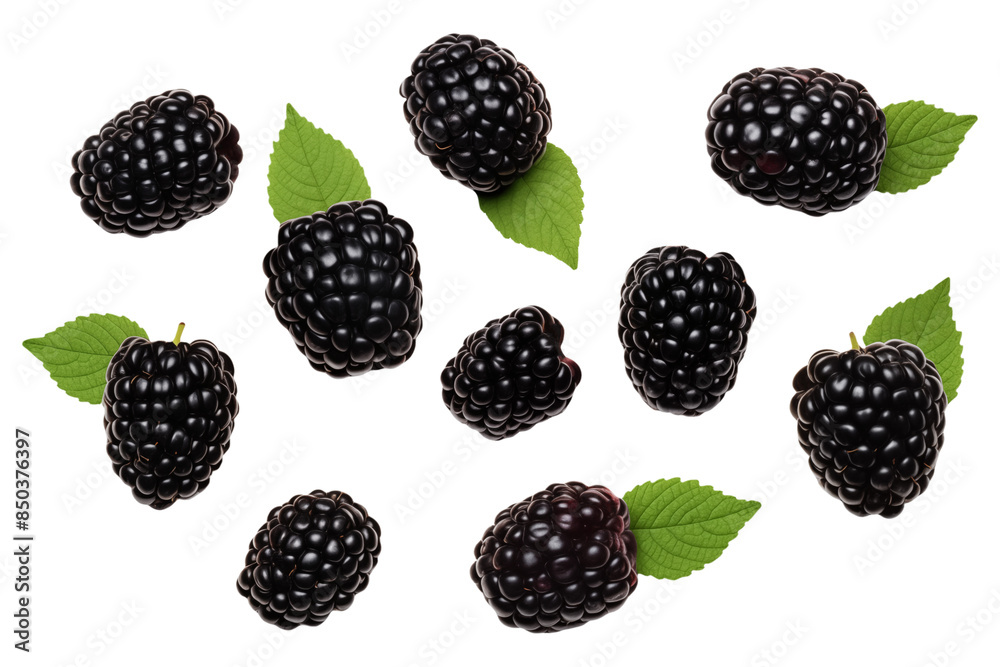 Set of blackberry with leaves isolated on transparent background.