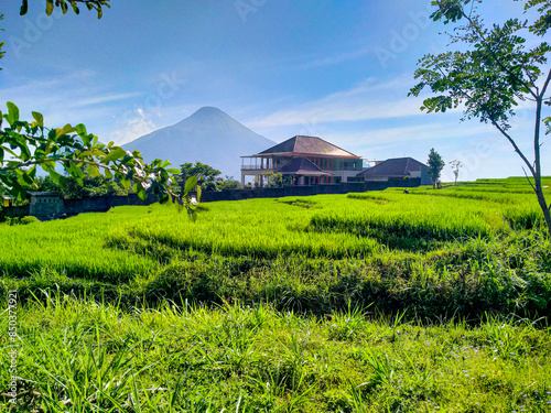 Beautiful clear sky view of neatly arranged and green rice fields with a nice big house in the background as well as Mount Penanggungan in the background.  photo
