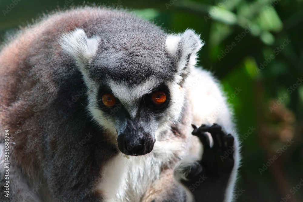 Obraz premium Lemur