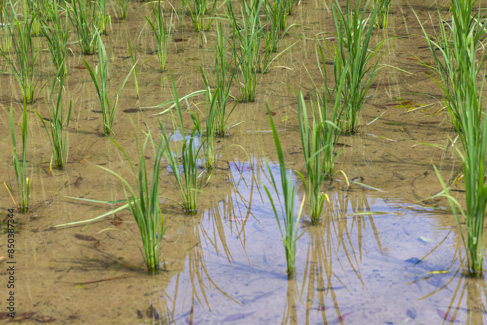 grass and water grass and water