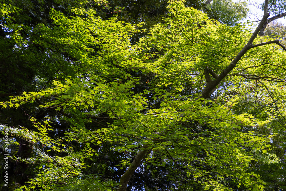 green moss on a tree green moss on a tree