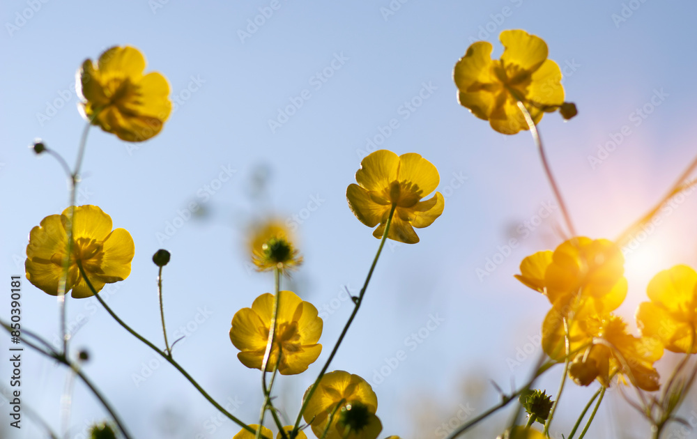 Fototapeta premium Yellow wildflowers against a background
