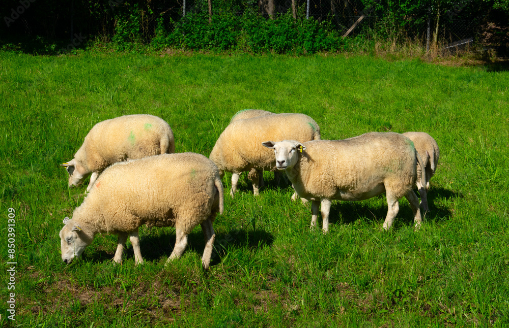 Sheep on green grass Sheep on green grass