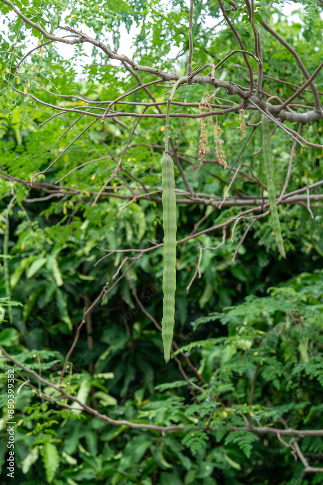 Moringa pods on the Moringa tree. Moringa pods on the Moringa tree.