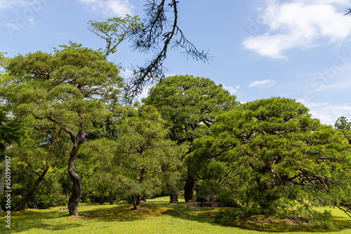 tree in the park