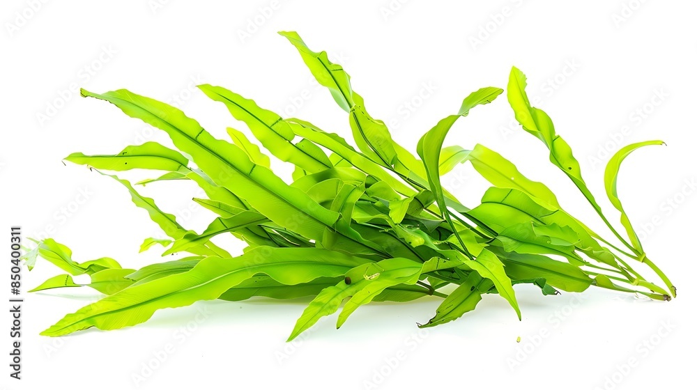 Aquatic plant java fern microsorum pteropus narrow isolated on white ...