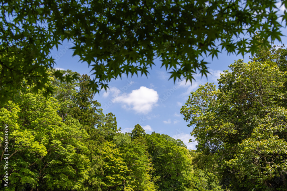 Obraz premium trees in the forest