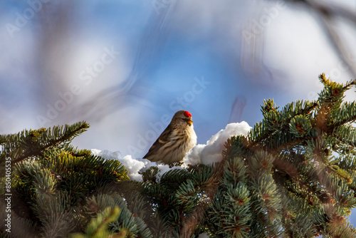 bird on the branch