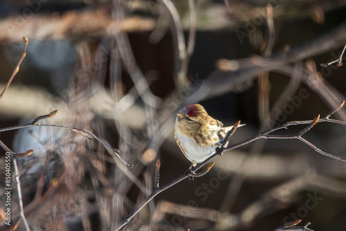 bird on the branch