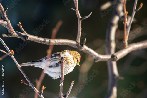 bird on the branch