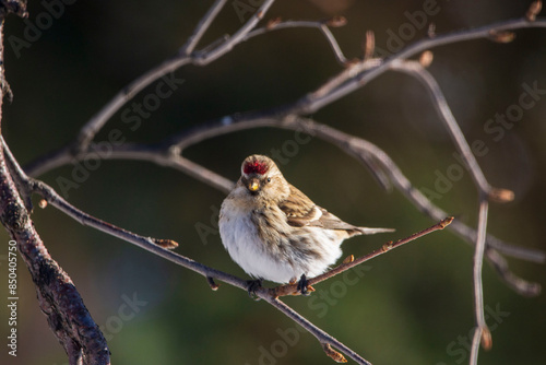 bird on the branch