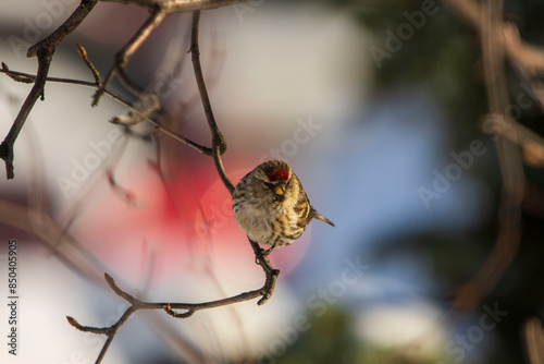 bird on the branch