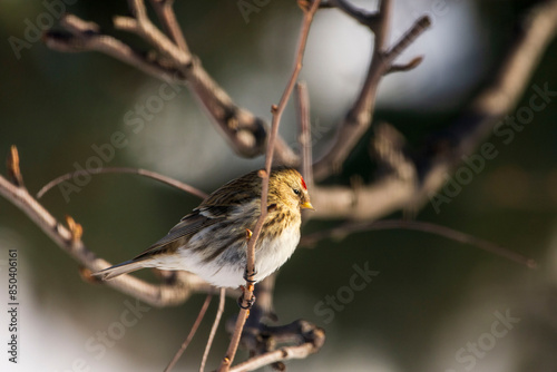 bird on the branch