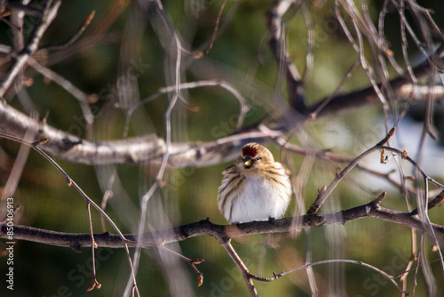 bird on the branch