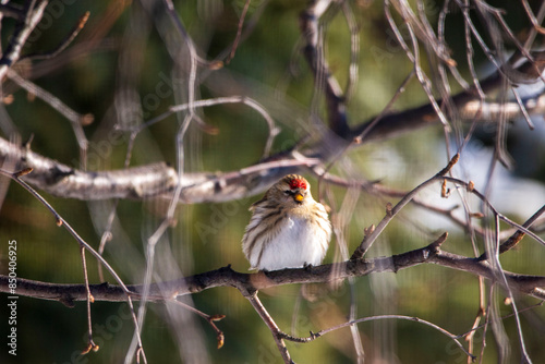 bird on the branch