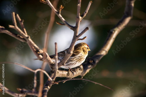 bird on the branch