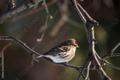 bird on the branch